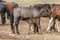 Wild Horse Mare and Cute Foal Nursing