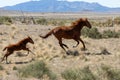 Wild Horse Mare and Cute Foal Running