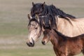 Wild Horse Mare and Cute Foal