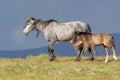 Wild Horse Mare and Cute Foal in Utah