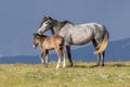 Wild Horse Mare and Cute Foal in Utah