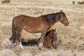 Wild Horse Mare and Cute Foal in Winter
