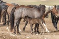 Wild Horse Mare and Cute Young Foal