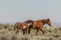 Wild horse Mare and Foal in Colroado Royalty Free Stock Photo