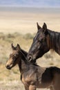 Wild Horse Mare and Cute Foal Close Up