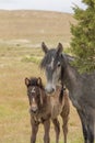 Wild Horse Mare and Cute Foal in Utah