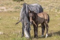 Wild Horse Mare and Her Cute Foal