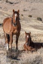 Wild Horse Mare and Her Cute Foal