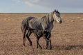 Wild Horse Mare and Newborn Foal in the Utah Desert Royalty Free Stock Photo