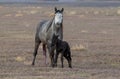 Wild Horse Mare and Her Newborn Foal in the Utah Desert Royalty Free Stock Photo