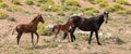 Wild Horse Mare mother with her baby bay foal and yearling colt in the Pryor Mountains Wild Horse Refuge Sanctuary in Wyoming USA Royalty Free Stock Photo