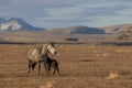 Wild Horse Mare and Newborn Foal in Spring in the Utah Desert Royalty Free Stock Photo