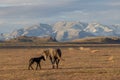 Wild Horse Mare and Newborn Foal in Springtime in the Utah Desert Royalty Free Stock Photo