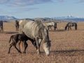 Wild Horse Mare and Newborn Foal in Springtime in the Utah Desert Royalty Free Stock Photo