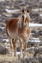 Wild horse mare in Wyoming