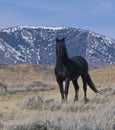 Wild horse mountain