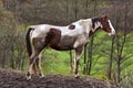 Wild horse with muddy fur