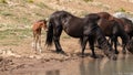 Wild Horse Mustang - Bay colored male foal at the waterhole with his herd in the Pryor Mountains wild horse refuge - Montana USA Royalty Free Stock Photo