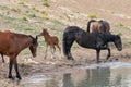 Wild Horse Mustang - Bay colored male foal at the waterhole with his herd in the Pryor Mountains wild horse refuge on the border Royalty Free Stock Photo