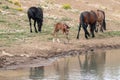 Wild Horse Mustang - Bay colored male foal at the waterhole with his herd in the Pryor Mountains wild horse refuge on the border Royalty Free Stock Photo