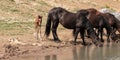 Wild Horse Mustang - Bay colored male foal at the waterhole with his herd in the Pryor Mountains wild horse refuge on the border Royalty Free Stock Photo