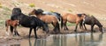 Wild Horse Mustang - Bay colored male foal at the waterhole with his herd in the Pryor Mountains wild horse refuge in Wyoming USA Royalty Free Stock Photo