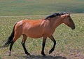 Wild Horse Mustang Buckskin Mare in the Pryor Mountains Royalty Free Stock Photo