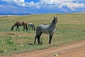 Wild Horse Mustang Gray Grulla Roan Stud Stallion in the Pryor mountains in Wyoming / Montana