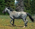 Wild Horse Mustang Gray Grulla Roan Stud Stallion in the Pryor Mtns MT