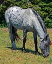 Wild Horse Mustang Gray Grulla Roan Stud Stallion in the Pryor Mtns MT Royalty Free Stock Photo