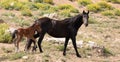 Wild Horse Mustang Mare mother with her bay foal in the Pryor Mountains Wild Horse Refuge Sanctuary in Wyoming USA Royalty Free Stock Photo