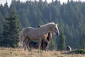 Wild Horse Mustang Palomino Stallion prancing and posturing before fighting in the Pryor Mountains Wild Horse Range on the border