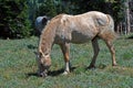 Wild Horse Mustang Palomino Stud Stallion (this is Cloud Wild Stallion of the Rockies - PBS television program)