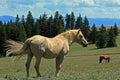 Wild Horse Mustang Palomino Stud Stallion (this is Cloud Wild Stallion of the Rockies - PBS television program)