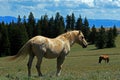 Wild Horse Mustang Palomino Stud Stallion (this is Cloud Wild Stallion of the Rockies - PBS television program)