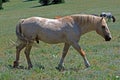 Wild Horse Mustang Palomino Stud Stallion (this is Cloud Wild Stallion of the Rockies - PBS television program)