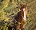 Wild Horse / Mustang - Portrait Salt River, Arizona Royalty Free Stock Photo