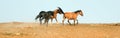 Wild Horse Mustang Stallion snaking his mares in the Pryor Mountains Wild Horse Range on border of Wyoming and Montana USA Royalty Free Stock Photo