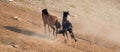 Wild Horse Mustang Stallions running and fighting in the Pryor Mountains Wild Horse Range on the border of Wyoming and Montana USA Royalty Free Stock Photo