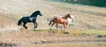 Wild Horse Mustang Stallions running and fighting in the Pryor Mountains Wild Horse Range on the border of Wyoming and Montana USA Royalty Free Stock Photo