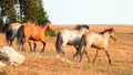 Wild Horse Mustang Stallions running and fighting in the Pryor Mountains Wild Horse Range on the border of Wyoming and Montana USA Royalty Free Stock Photo