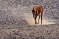 Wild horse of the Namib Royalty Free Stock Photo