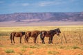 Wild horse of the Namib desert near Aus, south Namibia Royalty Free Stock Photo