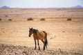 Wild horse of the Namib desert near Garub, south Namibia Royalty Free Stock Photo