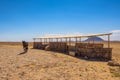 Wild horse of the Namib desert at observation viewpoint near Aus, south Namibia Royalty Free Stock Photo