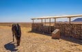 Wild horse of the Namib desert at observation viewpoint near Aus, south Namibia Royalty Free Stock Photo