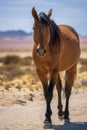 Wild horse of the Namib desert walks on a dirt road near Aus, south Namibia Royalty Free Stock Photo