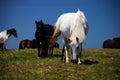 Wild horse in nature