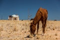 Wild horse near aus