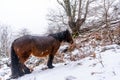 Wild horse next to deciduous beech trees covered by snow in the forest of Mount Aizkorri in Gipuzkoa